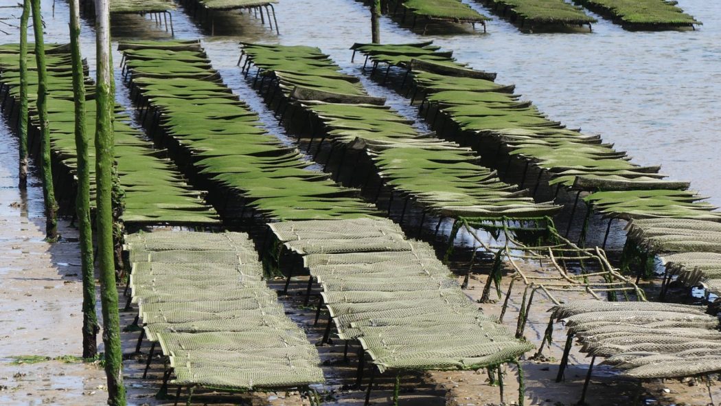 Le traitement et la purification de l’eau de mer : une solution pour l’aquaculture et la pêche